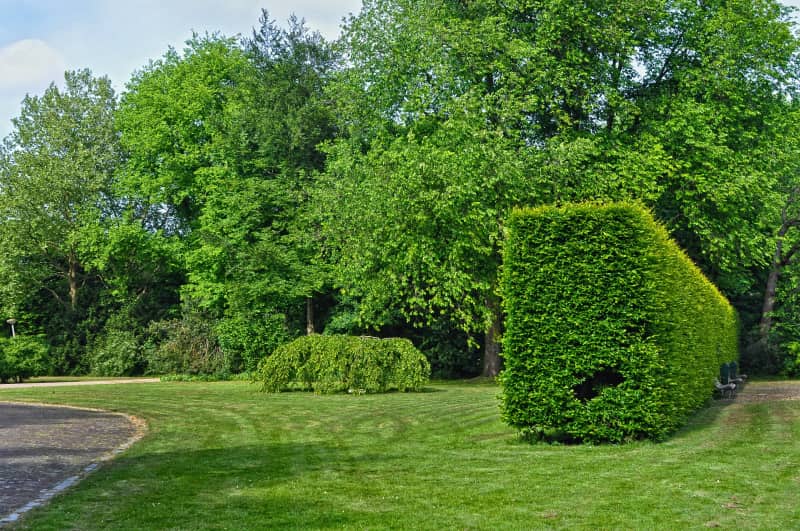 What else is worth knowing about hedge care?