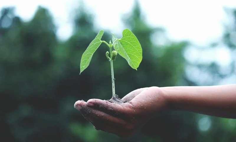 Roślina na dłoni. Zdjęcie: Akil Mazumder / pexels.com.