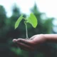 Roślina na dłoni. Zdjęcie: Akil Mazumder / pexels.com.