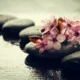 Kompozycja zen, wilgotne kamienie i kwiaty wiśni, fot. freepick.com