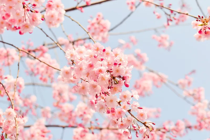 Kwitnąca wiśnia - sakura z przybliżeniem na jej różowe płatki